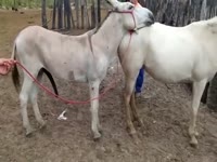 Donkey breeding mare